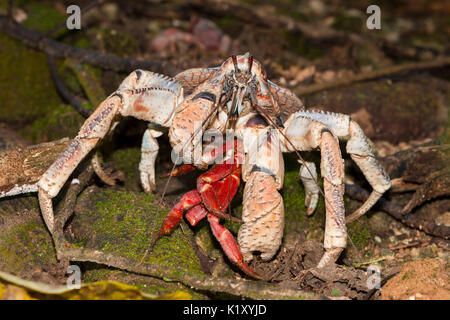 L'alimentation du crabe voleur sur l'île de Noël crabe rouge, Birgus latro, Christmas Island, Australie Banque D'Images