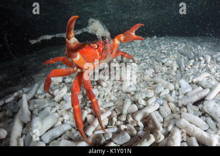 L'île de Noël crabe rouge presse oeufs dans océan, Gecarcoidea natalis, l'île Christmas, Australie Banque D'Images