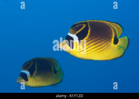 Paire de Racoon, papillons Chaetodon lunule, Christmas Island, Australie Banque D'Images