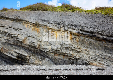 Falaises fossilifères de Joggins, Nouvelle-Écosse, Canada Banque D'Images