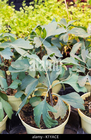 Couple de jeunes arbres de ginkgo biloba verte en pots Banque D'Images