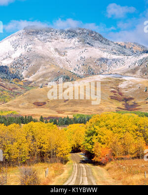 Couleurs d'automne dans la montagne centenaire ci-dessous montagnes bearpaw près de Big Sandy, Montana Banque D'Images