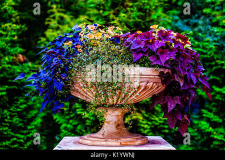 Parc décoratif de l'urne ou bol rempli de belles plantes colorées et jaune fleurs pétunia contre le fond vert sombre. Jeu de formes et de col Banque D'Images