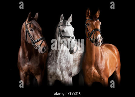 Trois chevaux avec bridle sur fond noir Banque D'Images