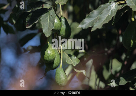 Les avocats verts poussant dans l'arrière-cour d'une maison dans le sud de la Californie USA Banque D'Images