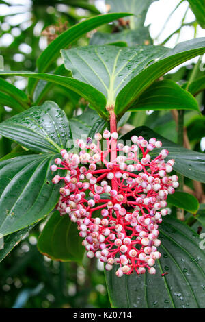 Raisin Rose fleurs (Medinilla magnifica) Banque D'Images