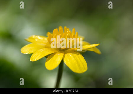 Chélidoine ou moins pilewort (Ficaria verna, (anciennement Ranunculus ficaria) Banque D'Images