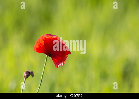 Coquelicots rouges sur fond vert Banque D'Images