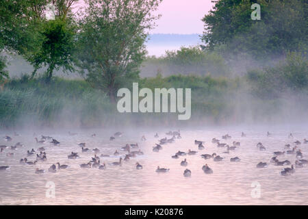 Les oies à l'aube, Grey (Anser anser), près de Altmühlsee Muhr am See, Altmuehltal franconienne, Lake District, Moyenne-franconie Banque D'Images