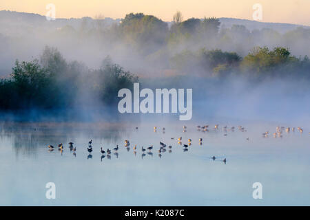 Dans le brouillard lever du soleil, Grey, près de Altmühlsee Muhr am See, Altmuehltal, Lake District de Franconie, Middle Franconia, Franconia Banque D'Images