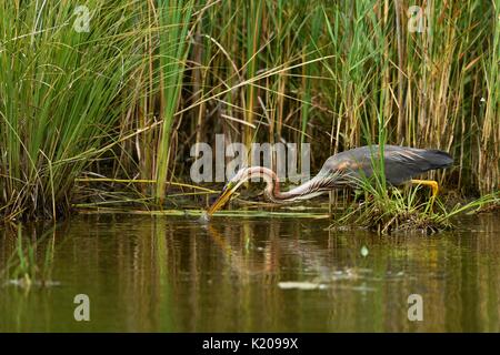 Héron pourpré (Ardea purpurea), pêche dans l'eau pour la proie, Neuchâtel, Suisse Banque D'Images