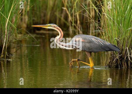 Héron pourpré (Ardea purpurea), marcher dans l'eau le long de la frontière reed, Neuchâtel, Suisse Banque D'Images