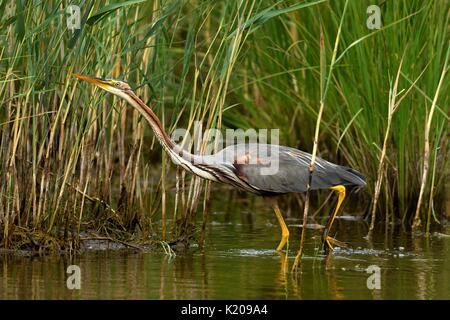 Héron pourpré (Ardea purpurea), marcher dans l'eau le long de la frontière reed, Neuchâtel, Suisse Banque D'Images