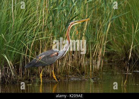 Héron pourpré (Ardea purpurea), marcher dans l'eau le long de la frontière reed, Neuchâtel, Suisse Banque D'Images