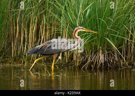 Héron pourpré (Ardea purpurea), marcher dans l'eau le long de la frontière reed, Neuchâtel, Suisse Banque D'Images