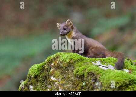 European martre des pins (Martes martes) sur un rocher couvert de mousse, Tyrol, Autriche Banque D'Images