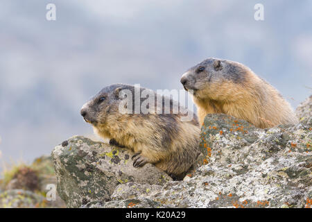 Marmottes alpines (Marmota marmota) sur les roches, Parc National Hohe Tauern, Carinthie, Autriche Banque D'Images