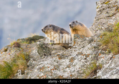 Marmottes alpines (Marmota marmota) sur les roches, Parc National Hohe Tauern, Carinthie, Autriche Banque D'Images