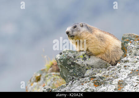 Marmotte des Alpes (Marmota marmota) sur les roches, Parc National Hohe Tauern, Carinthie, Autriche Banque D'Images
