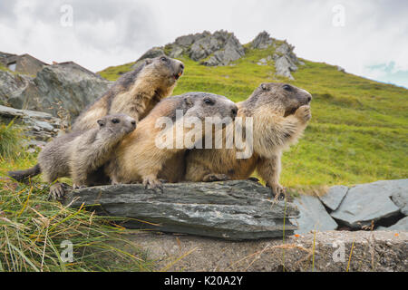 Marmottes alpines (Marmota marmota) sur les roches, Parc National Hohe Tauern, Carinthie, Autriche Banque D'Images