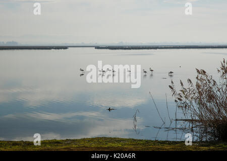 Des flamants roses (phoenicopterus roseus) dans le fleuve Aveiro, Portugal Banque D'Images