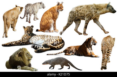 Isoler les animaux prédateurs africains sur fond blanc, principalement des Félidés Banque D'Images