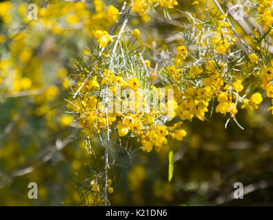 Gros plan du blooming emplumés Cassia au printemps Banque D'Images