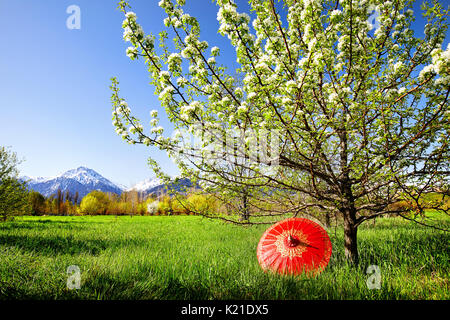 Parapluie rouge près de l'arbre en fleurs dans le jardin et les montagnes enneigées au matin Banque D'Images