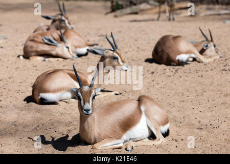 Peu de gazelles Dorcas saharien assis sur le sable Banque D'Images