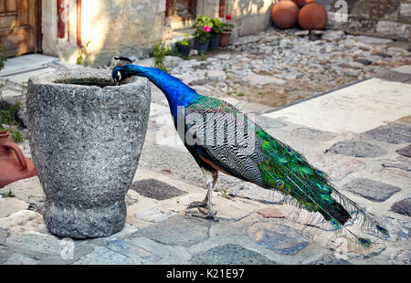 L'eau potable de paon vase antique au château de Bodrum, Turquie Banque D'Images