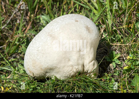 Vesse-de-géant (Calvatia gigantea) dans un pré à Haute-Nendaz, Valais, Suisse Banque D'Images