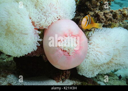 La vie marine Ritteri anémones avec un poisson tropical poisson clown orange-fin sous l'eau dans le lagon de Bora Bora, l'océan Pacifique, Polynésie Française Banque D'Images