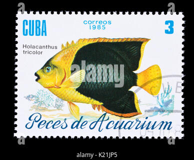 Timbre-poste représentant un de Cuba (Holacanthus tricolor) Banque D'Images