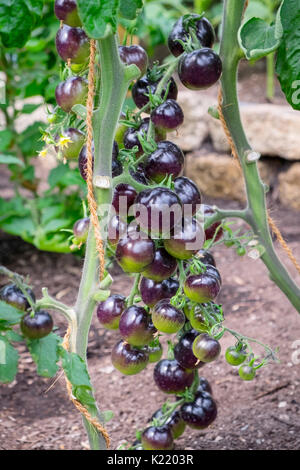 Tomates tomate Rose Indigo qui sont extrêmement riches en vitamines et antioxydants Banque D'Images