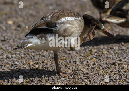 Oie naine à Slimbridge Banque D'Images