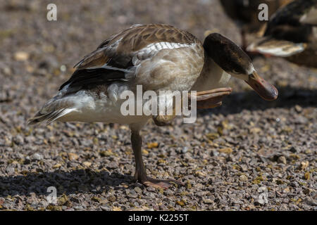 Oie naine à Slimbridge Banque D'Images