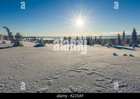 Beau paysage d'hiver en Laponie, dans le Nord de la Finlande Banque D'Images