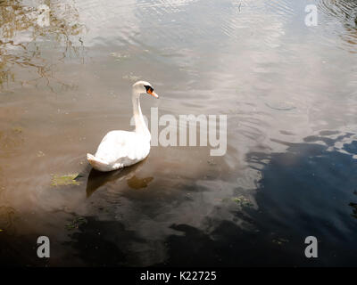 Beau blanc unique cygne muet sur la surface du lac tête tournée vu de dos ; Angleterre ; UK Banque D'Images