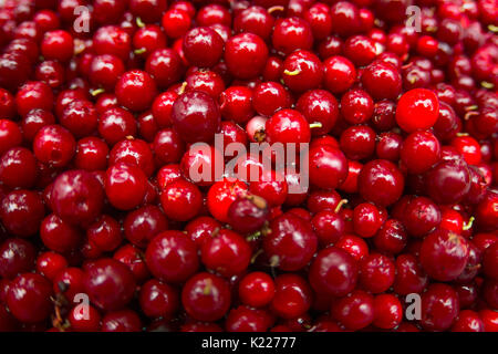 Canneberge ou airelle rouge, fond Top macro-vision Banque D'Images