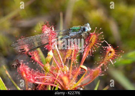 Demoiselle d'Émeraude, Lestes sponsa. Pris dans oblongues-leaved Sundew spoonleaf sundew, spatulés ou droséra filiforme, Drosera intermedia, Iping et Stedham Banque D'Images