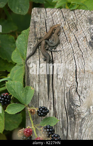 Les lézards Zootoca vivipara, commune, anciennement Lacerta vivipara, se réchauffer sur piquet, Sussex, UK. En août. Des âges différents, Banque D'Images