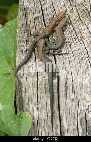 Les lézards Zootoca vivipara, commune, anciennement Lacerta vivipara, se réchauffer sur piquet, Sussex, UK. En août. Des âges différents, Banque D'Images