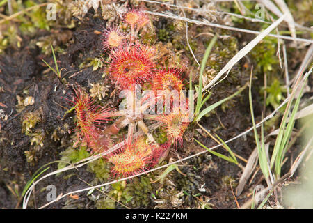 Le rossolis à feuilles rondes, Drosera rotundifolia, Iping et Stedham commun, Sussex, UK. En août. Banque D'Images