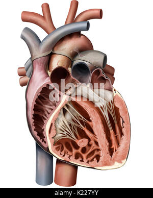 Le cœur est un organe musculaire composé de quatre chambres, ses contractions rythmiques et pompe le sang circuler. Banque D'Images