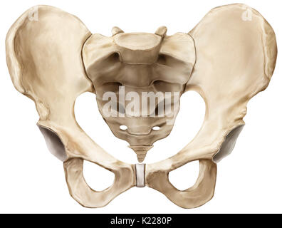 Ceinture osseux constitué du sacrum, coccyx et deux os iliaques, rejoignant les os des membres inférieurs pour le squelette axial. Banque D'Images