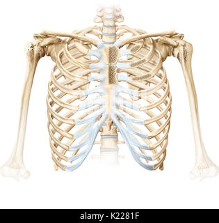 Les joints sont sternocostal les articulations cartilagineuses qui connectent le sternum et les côtes (autres que les côtes flottantes). Ils donnent la cage thoracique de sa souplesse, en particulier pour les mouvements respiratoires. Banque D'Images