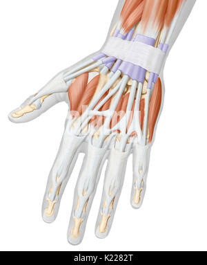 Cette image montre une vue postérieure des muscles de la main. Banque D'Images