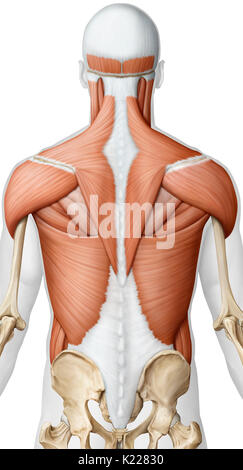 Cette image montre une vue postérieure des muscles de la partie supérieure du corps. Banque D'Images