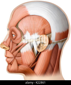 L'image montre une vue latérale des muscles de la tête. Banque D'Images