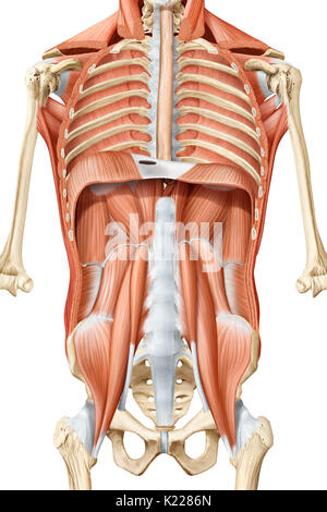 Cette image montre une vue antérieure des muscles profonds du tronc. Banque D'Images